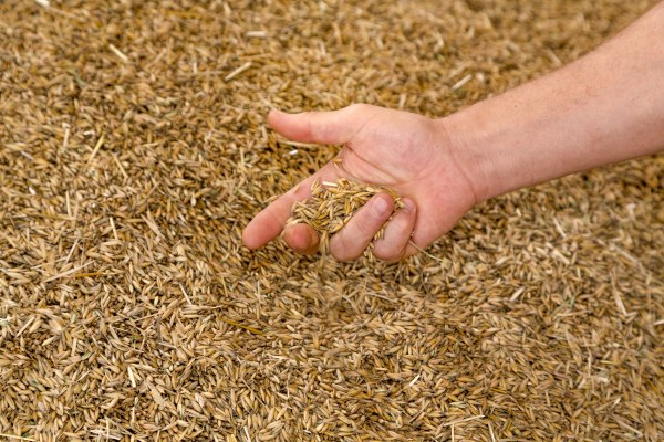 Animal Feed Barley